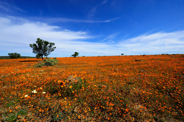 Namaqualand flower bloom