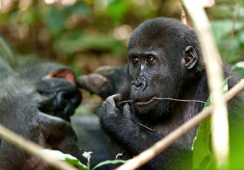 Portrait of eating western lowland gorilla (Gorilla gorilla gor