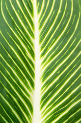 Leaf texture