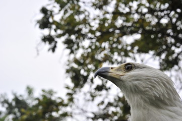 The African Fish Eagle (Haliaeetus vocifer) Portrait of an Afric