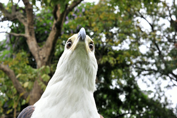 The African Fish Eagle (Haliaeetus vocifer) Portrait of an Afric