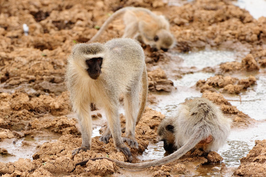 Group of vervet monkeys drinking in the mud