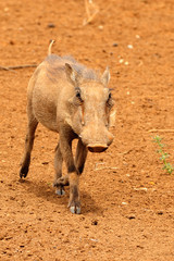 Warthog running