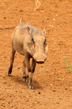 Warthog Running