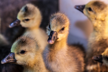 Gänsejungen