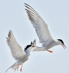 The Tern flies holding a beak a tail of other Tern. Closeup Portrait of Common Terns (Sterna hirundo). Adult common terns in flight on the blue sky background