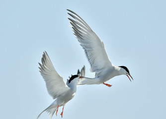 The Tern flies holding a beak a tail of other Tern. Closeup Portrait of Common Terns (Sterna hirundo). Adult common terns in flight on the blue sky background