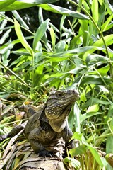 Iguana in the forest. Cuban rock iguana (Cyclura nubila), also k
