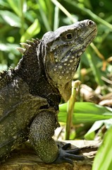 Iguana in the forest. Cuban rock iguana (Cyclura nubila), also k