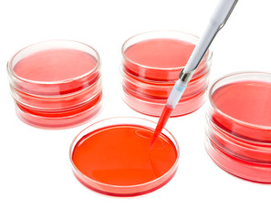  plate red solution test laboratory