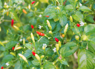 red and green hot chili or chilli peppers on a tree