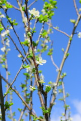 prunier en fleurs au printemps