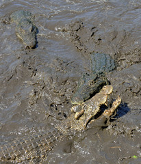 Attack crocodile. Cuban Crocodile (crocodylus rhombifer). The Cuban crocodile jumps out of the water. Cuba.

