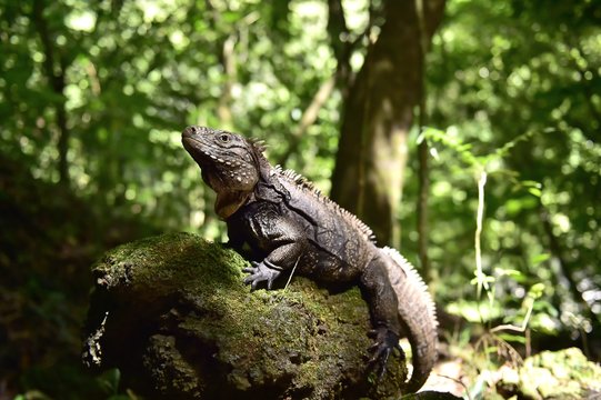 Iguana in the forest. Cuban rock iguana (Cyclura nubila), also k