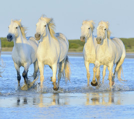 Obraz na płótnie Canvas Herd of white horses running through water in sunset light.