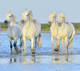 Herd of white horses running through water in sunset light.