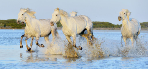 Herd of white horses running through water in sunset light.

