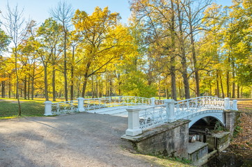 Autumn landscape with bright colorful yellow leaves in Saint-Petersburg region, Russia.
