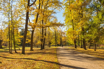 Autumn landscape with bright colorful yellow leaves in Saint-Petersburg region, Russia.
