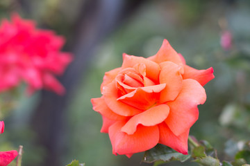 Beautiful rose in the garden
