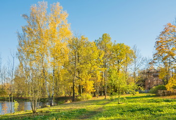Autumn landscape with bright colorful yellow leaves in Saint-Petersburg region, Russia.
