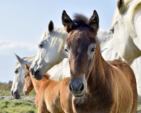 White Camargue Horses with foals stand in nature reserve in Parc Regional de Camargue - Provence, France