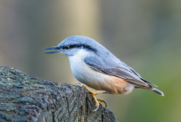 Nuthatch
