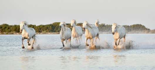 Fototapeta premium Herd of white horses running through water in sunset light.