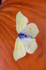 motyl w makro fotografii