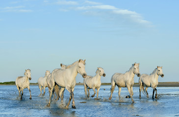 Herd of white horses running through water in sunset light.