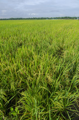 Green paddy field with tree and sky landscape in Malaysia