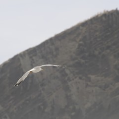 azoren 16
