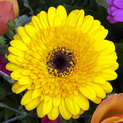 Gerbera, Afrika, Sommerblume
