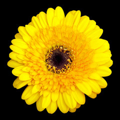 Gerbera, Afrika, Sommerblume