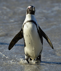 Fototapeta premium African penguin (spheniscus demersus) at the Boulders colony. South Africa