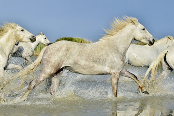Naklejka na ściany i meble Herd of white horses running through water in sunset light.