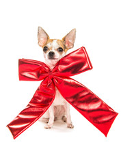 Cute chihuahua dog with a huge red christmas bow isolated on a white background