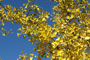 Ginkgoblaetter; Ginkgo; biloba