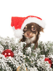 Christmas card with cute chihuahua dog wearing santa's hat behind snow covered pine branches.