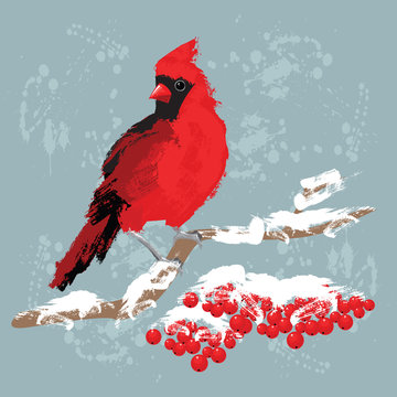  Red bird cardinal on branch with berries. Red berries under snow. Background with paint splash. Merry christmas card.