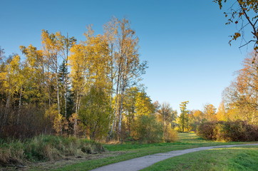 Autumn landscape with bright colorful yellow leaves in Saint-Petersburg region, Russia.
