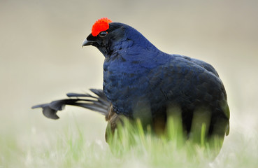 Birkhuhn, black grouse (Tetrao tetrix), blackgame (Lyrurus tetrix). Portrait of a lekking black grouse (Tetrao tetrix) Sunrise . Early morning. Forest.