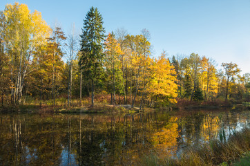 Fototapeta na wymiar Autumn water landscape with bright colorful yellow leaves in Saint-Petersburg region, Russia. 