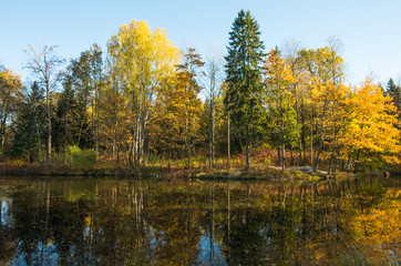 Autumn water landscape with bright colorful yellow leaves in Saint-Petersburg region, Russia.
