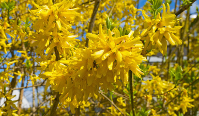 Blossoming forsythia in spring 