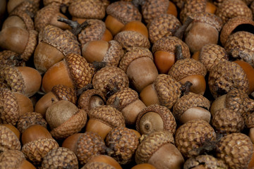 Acorns.