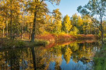 Autumn water landscape with bright colorful yellow leaves in Saint-Petersburg region, Russia.
