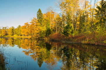 Autumn water landscape with bright colorful yellow leaves in Saint-Petersburg region, Russia.
