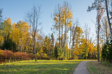 Autumn landscape with bright colorful yellow leaves in Saint-Petersburg region, Russia.
