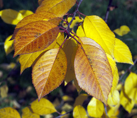 Herbstimpression, Kirschbaum, kirsche, Herbst